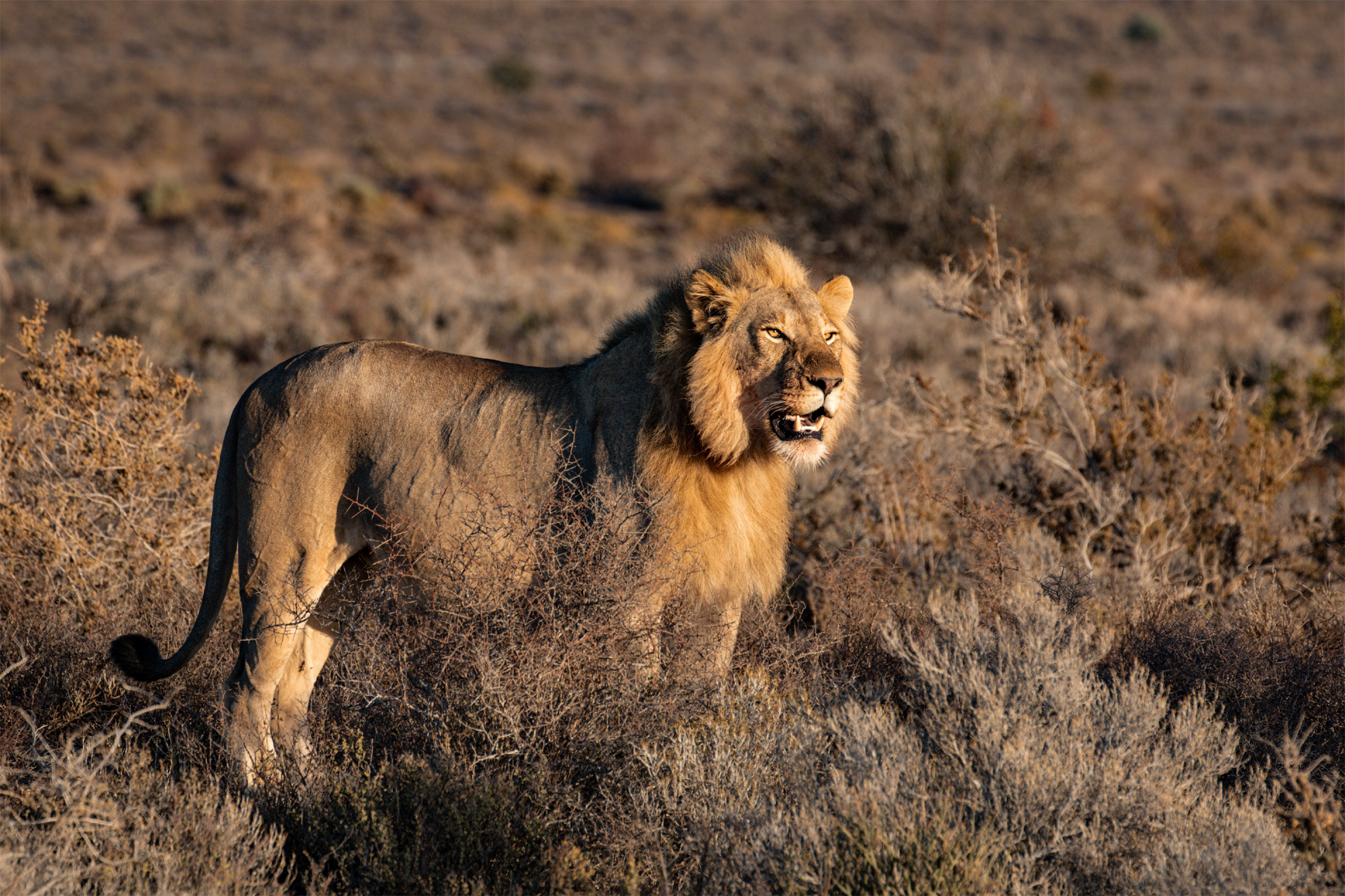 løve-på-savannen